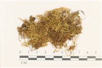 登錄號:B00006800藏品圖，第1張