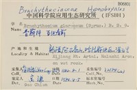 石地青蘚藏品圖，第2張