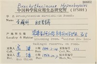 皺葉青蘚藏品圖，第2張