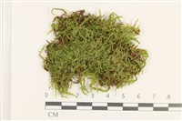 皺葉青蘚藏品圖，第1張