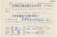 羽枝青蘚狹葉變種藏品圖，第2張