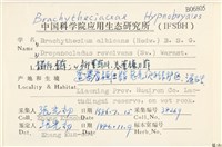 白青蘚藏品圖，第2張