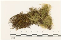 白青蘚藏品圖，第1張