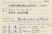 短尖燕尾蘚藏品圖，第2張