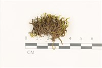 短尖燕尾蘚藏品圖，第1張