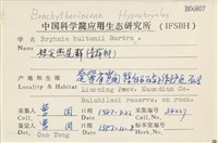 短尖燕尾蘚藏品圖，第2張