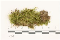 短尖燕尾蘚藏品圖，第1張