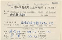 燕尾蘚藏品圖，第2張