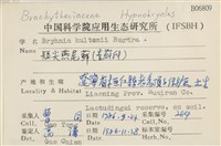 短尖燕尾蘚藏品圖，第2張