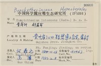 斜蒴蘚, 黃斜蒴蘚藏品圖，第2張
