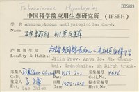 柳葉反齒蘚藏品圖，第2張