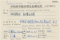 柳葉反齒蘚藏品圖，第2張