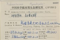 柳葉反齒蘚藏品圖，第2張