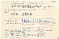 彎葉扁灰蘚藏品圖，第2張