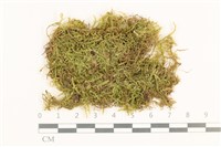 彎葉扁灰蘚藏品圖，第1張