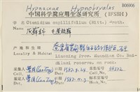 細葉櫛葉蘚, 毛葉梳蘚藏品圖，第2張