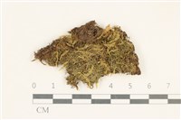 細葉櫛葉蘚, 毛葉梳蘚藏品圖，第1張