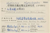 細葉櫛葉蘚, 毛葉梳蘚藏品圖，第2張