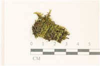 細葉櫛葉蘚, 毛葉梳蘚藏品圖，第1張