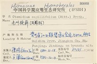 細葉櫛葉蘚, 毛葉梳蘚藏品圖，第2張