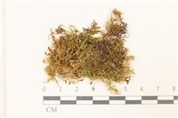 細葉櫛葉蘚, 毛葉梳蘚藏品圖，第1張