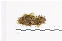 登錄號:B00007056藏品圖，第1張