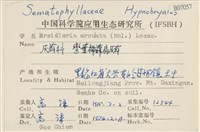 彎葉扁灰蘚藏品圖，第2張