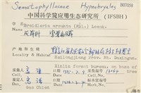 彎葉扁灰蘚藏品圖，第2張