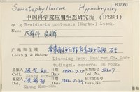 扁灰蘚藏品圖，第2張