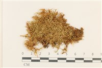 登錄號:B00007061藏品圖，第1張