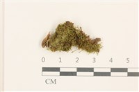 登錄號:B00007063藏品圖，第1張