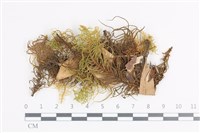 登錄號:B00007085藏品圖，第1張