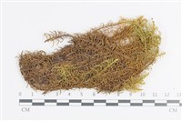 登錄號:B00007086藏品圖，第1張