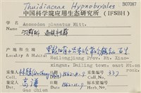 扁枝牛舌蘚藏品圖，第2張