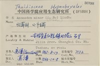 小牛舌蘚藏品圖，第2張