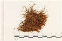 登錄號:B00007090藏品圖，第1張