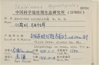 耳垂牛舌蘚藏品圖，第2張