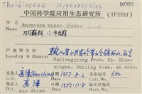 小牛舌蘚藏品圖，第2張