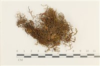 小牛舌蘚藏品圖，第1張