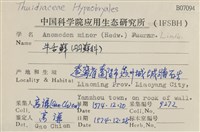 小牛舌蘚藏品圖，第2張