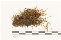 小牛舌蘚藏品圖，第1張