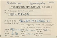 闊葉虫毛蘚藏品圖，第2張