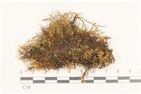 闊葉虫毛蘚藏品圖，第1張