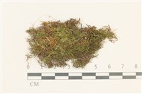 登錄號:B00007100藏品圖，第1張