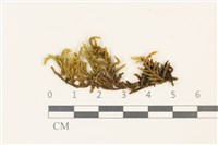 蔓枝蘚藏品圖，第1張