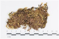 大灰氣蘚藏品圖，第1張