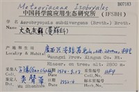 大灰氣蘚藏品圖，第2張