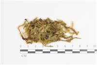 大灰氣蘚藏品圖，第1張