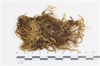 大灰氣蘚藏品圖，第1張