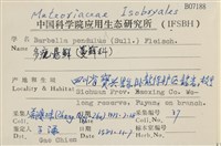 多疣懸蘚藏品圖，第2張